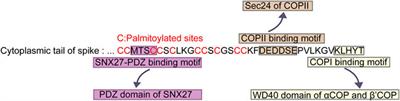 Cytoplasmic tail determines the membrane trafficking and localization of SARS-CoV-2 spike protein